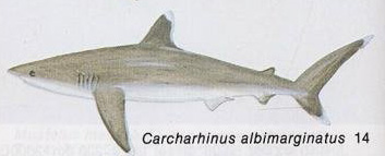 Carcharhinus albimarginatus